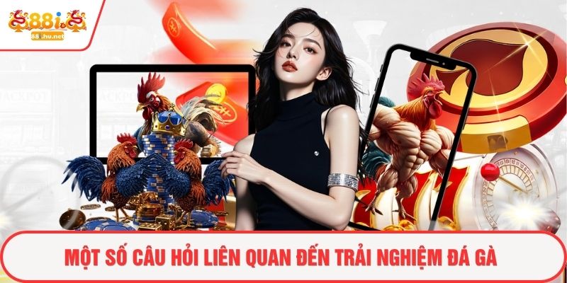 Một số câu hỏi liên quan đến trải nghiệm đá gà